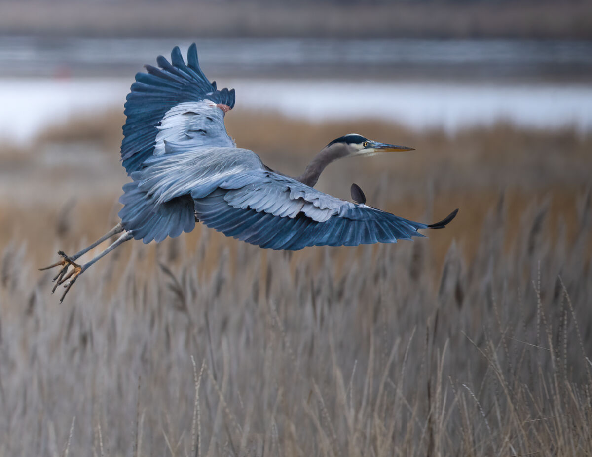 Another GBH on the move....