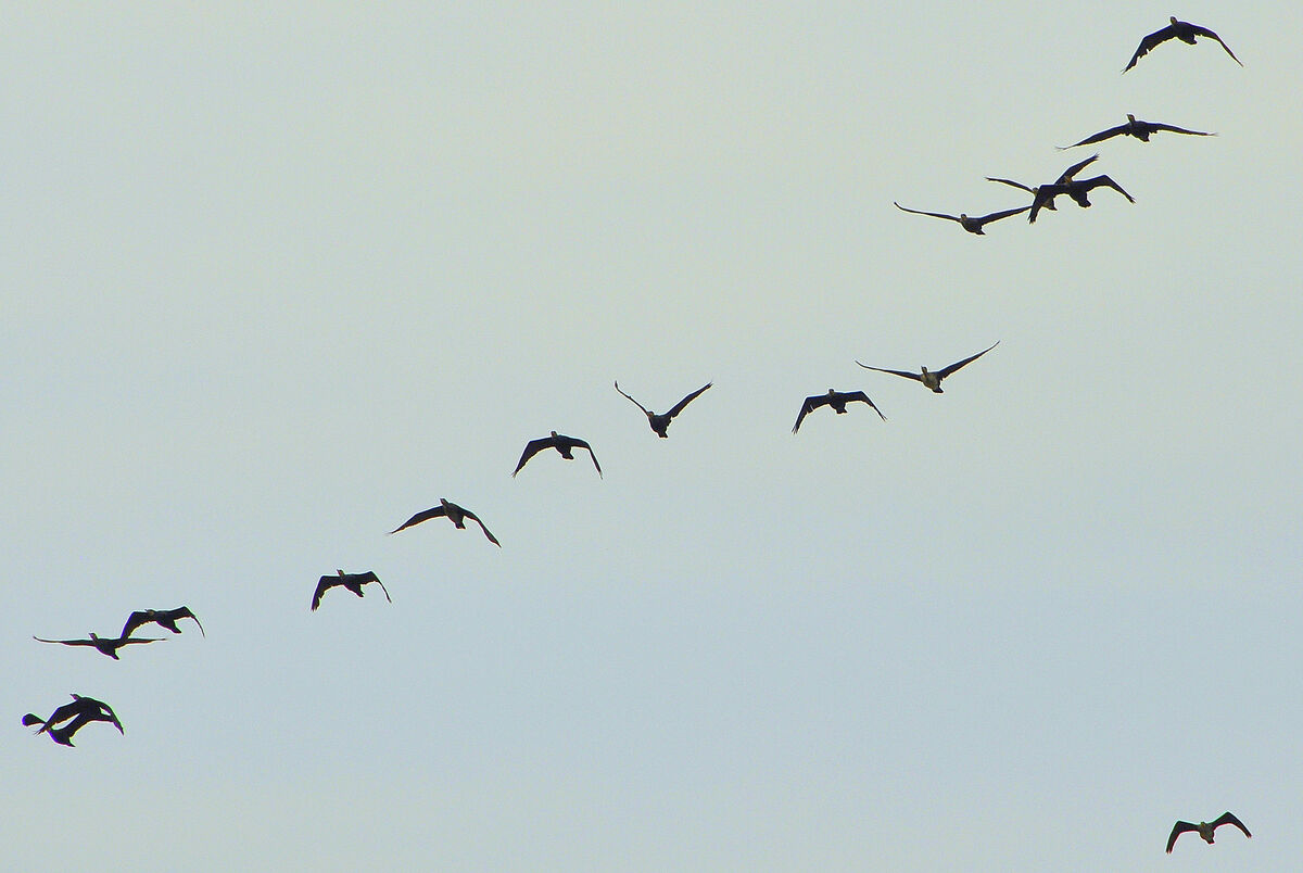 4 - Flying in unison with their wing movements in ...