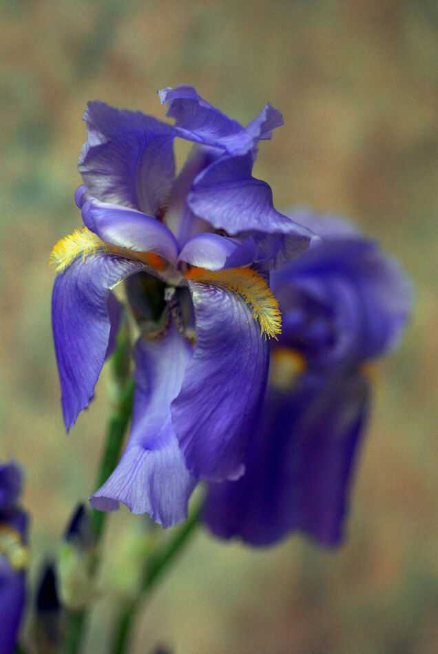One of my first pictures of an iris....