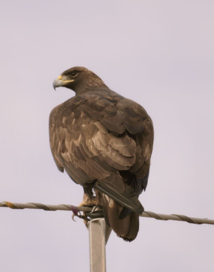 A few Eagle shots: I spotted this large Eagle on a power pole just ...