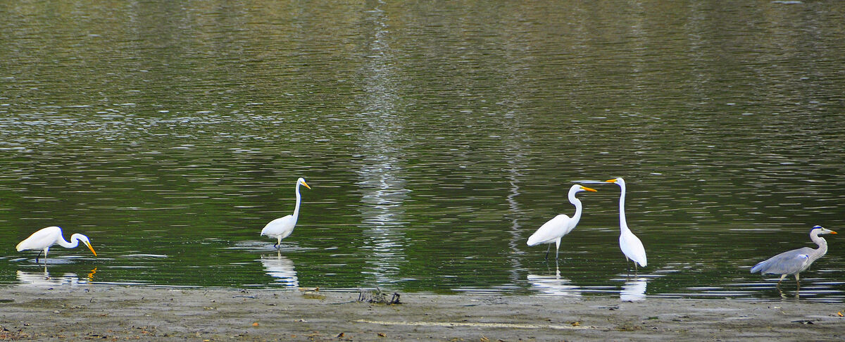 3 - Two Great White Egrets seemingly in conversati...