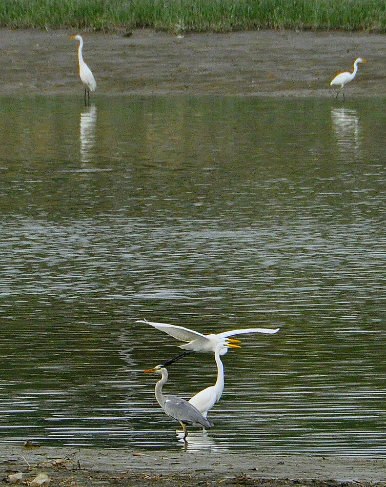4 - A Great White Egret in flight and one standing...