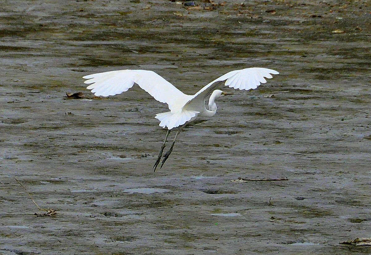 6 - Elegance in flight - Great White Egret...
