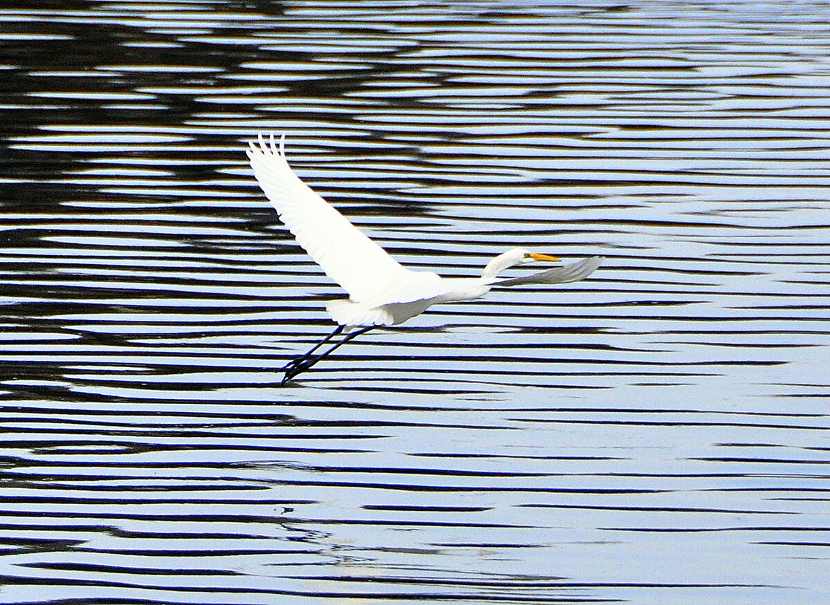 7 - Pristine color of the Great White Egret, (unfo...