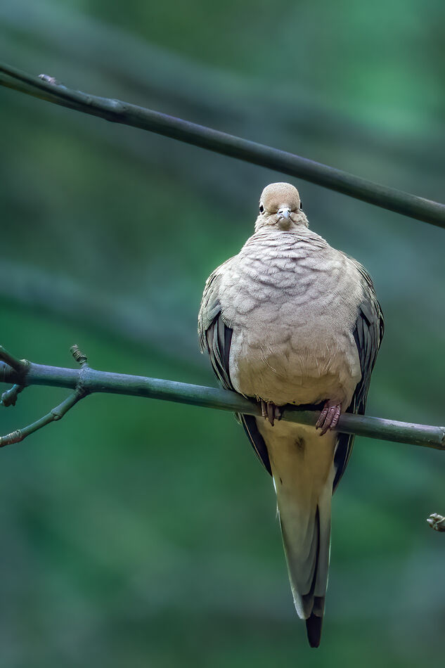 Mourning Dove...