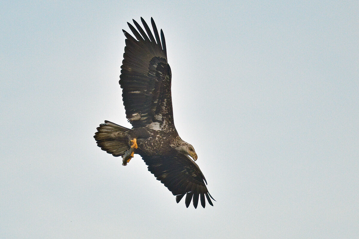 juvenile eagle with fish...