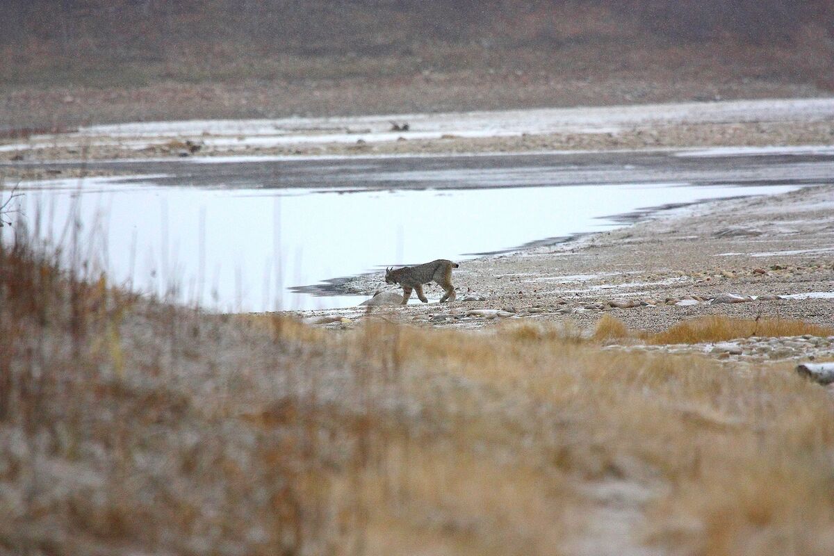 Lynx next to my fishing hole, fall of 2011...