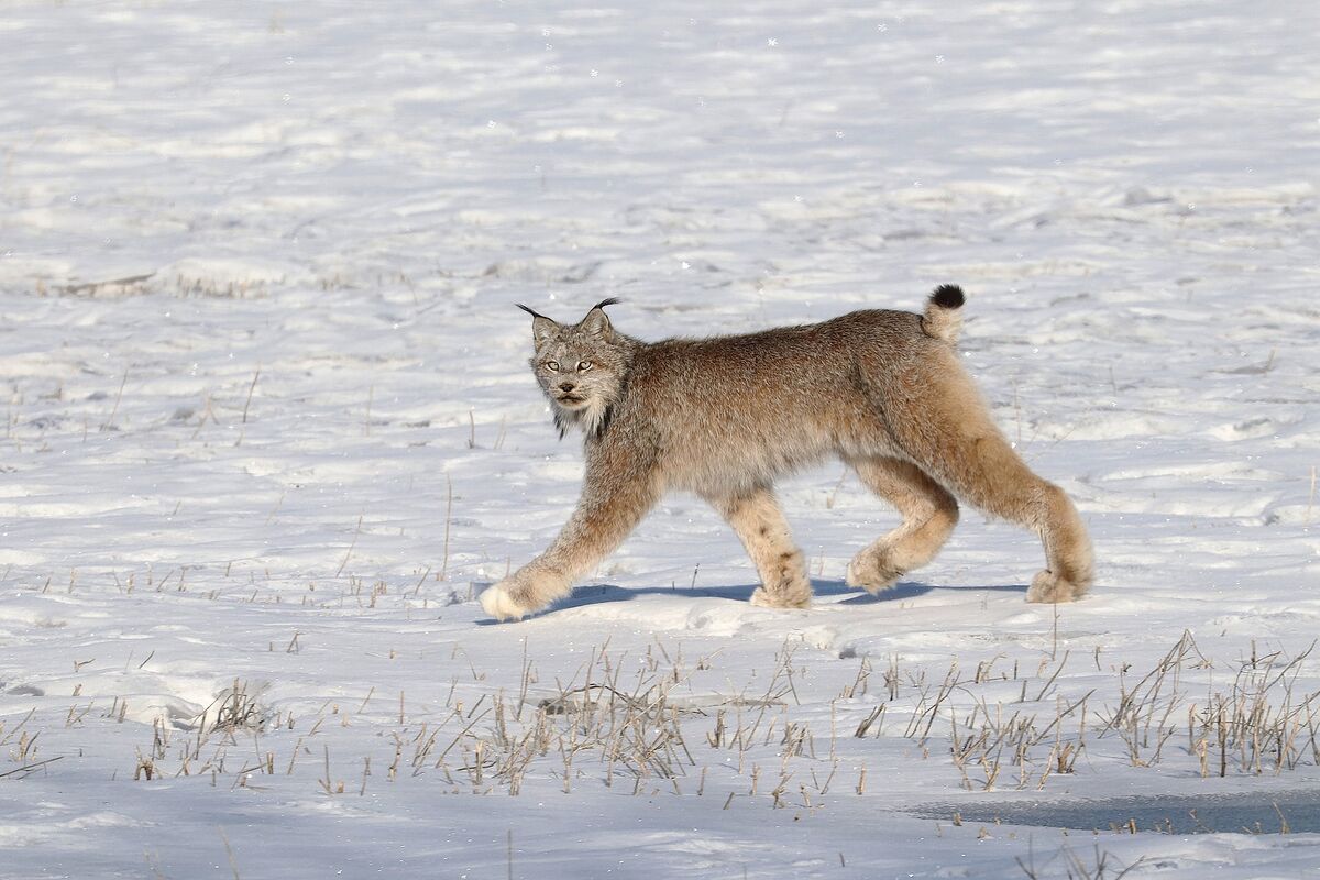 This Lynx seem in a hurry, he never stopped, nor d...