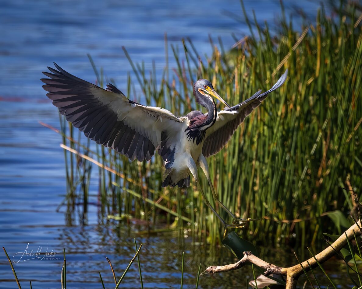 Tricolored Heron Cleared for Landing...