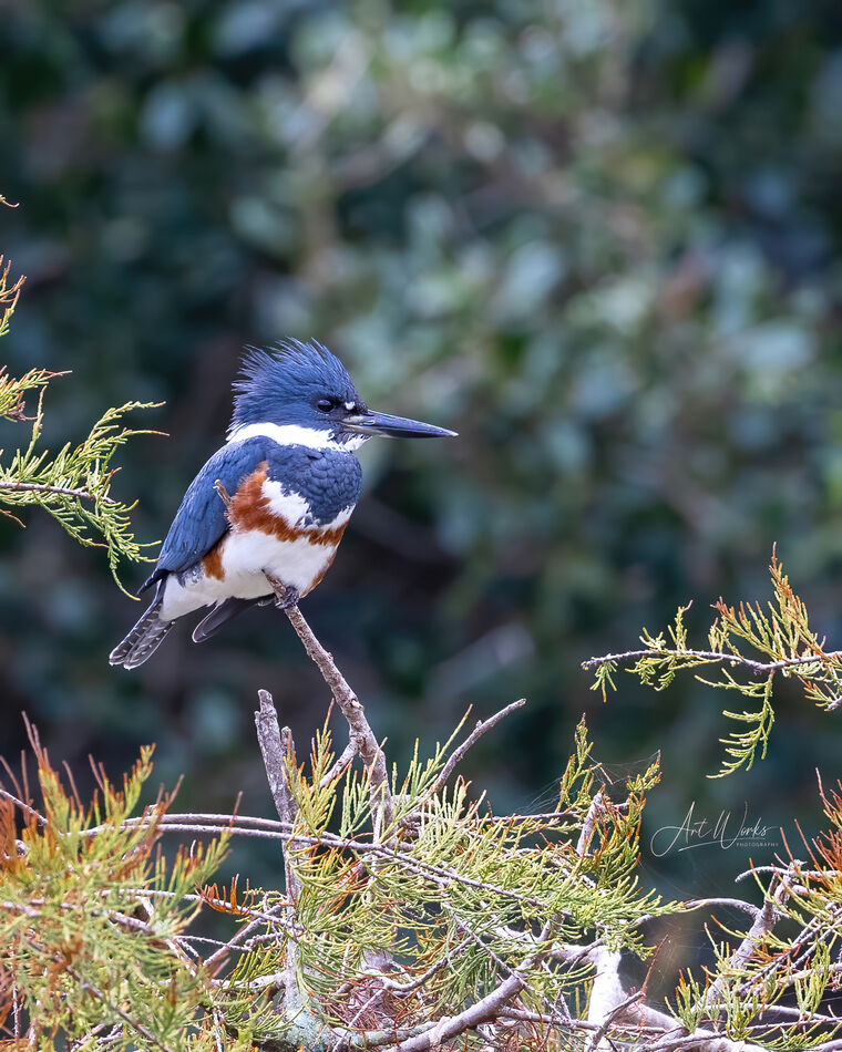 Female Belted Kingfisher...