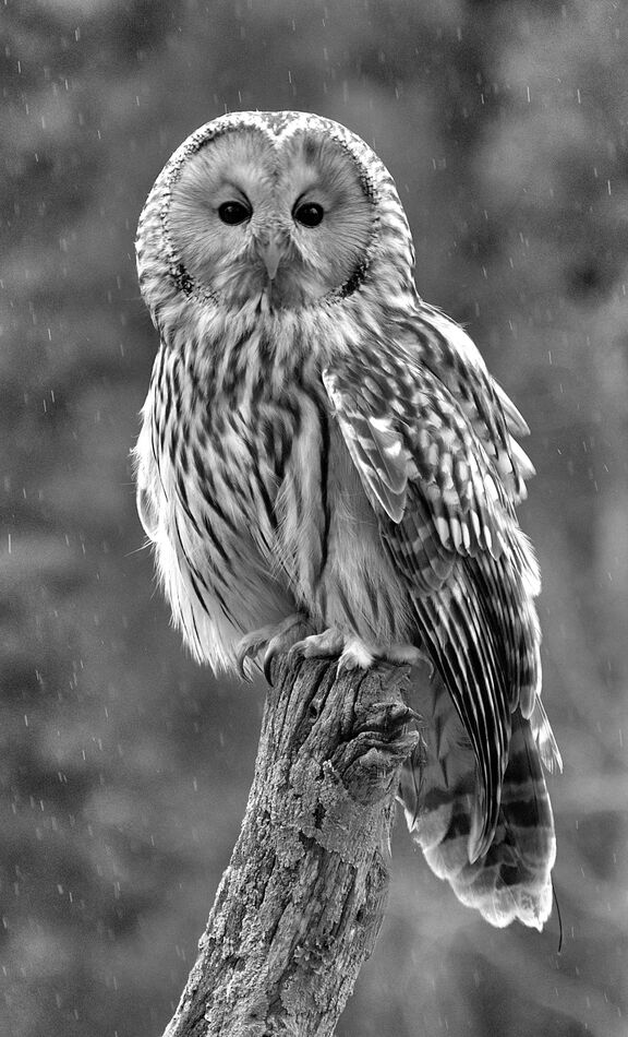 Owl in Rain...