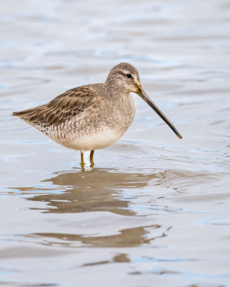 A long-billed dowitcher, a first for me....