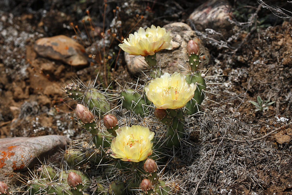 This is a Brittle Prickly Pear Cacti, yes we have ...