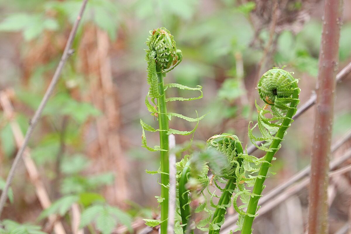 Emerging Ostrich Fern, at this stage they are know...