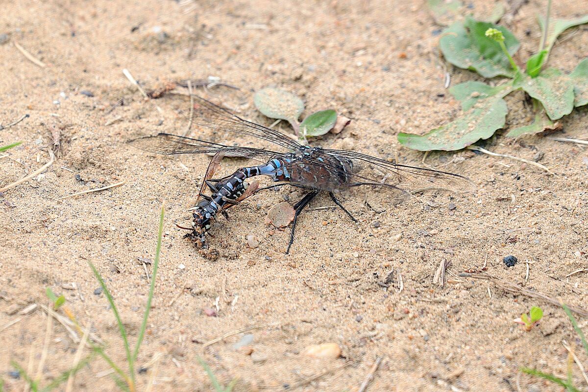 A Bald Faced Hornet eating a Dragonfly. A Blue Dar...