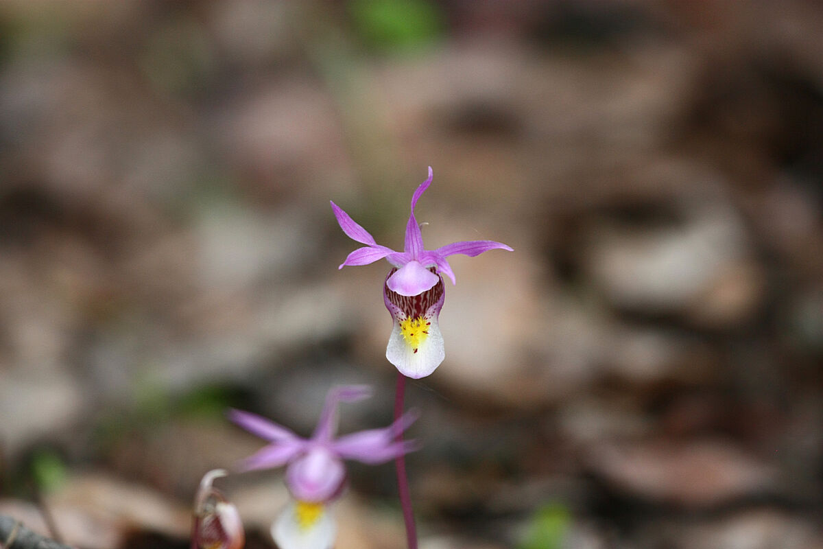 This is a Calypso Orchid, like most true orchids i...