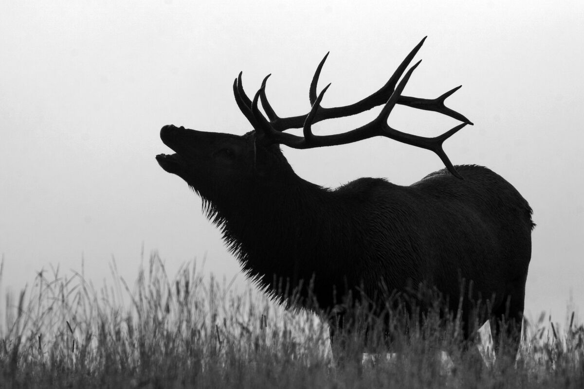 Yellowstone elk in the fog...