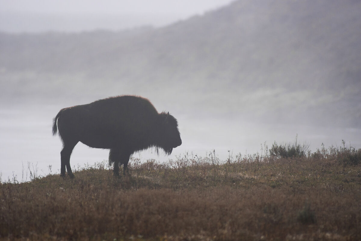 Lone bison in the fog...