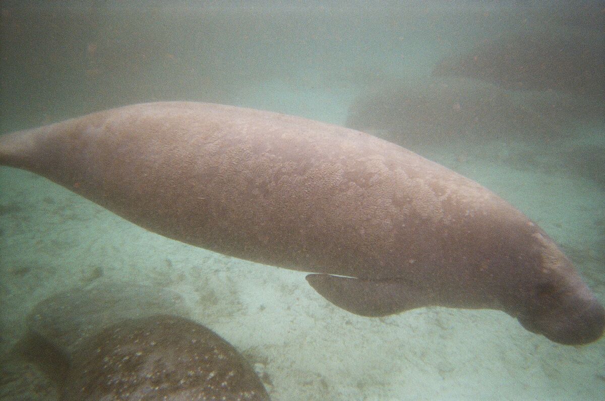 Swimming with the Manatees. They were so languid a...