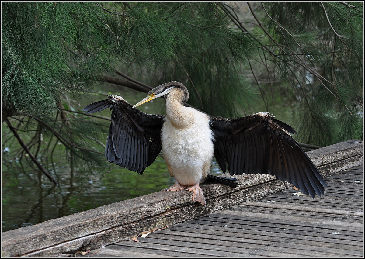 Our Australian Darter, your Anhinga. Not sure if t...
