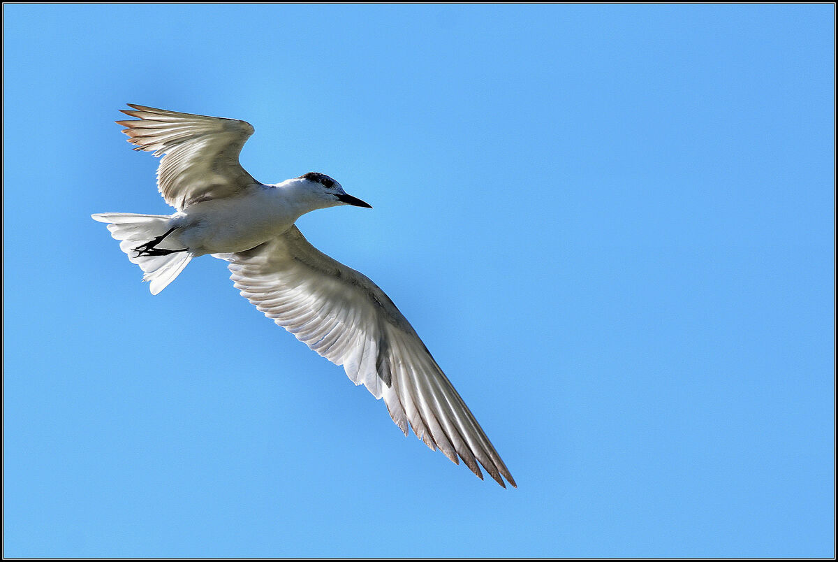 Backlit Tern in flight...