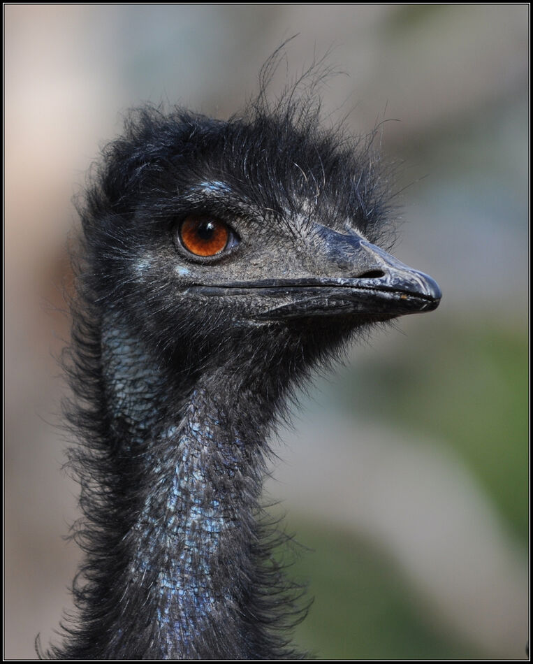 Cheeky Emu, followed me for quite a while so I ass...