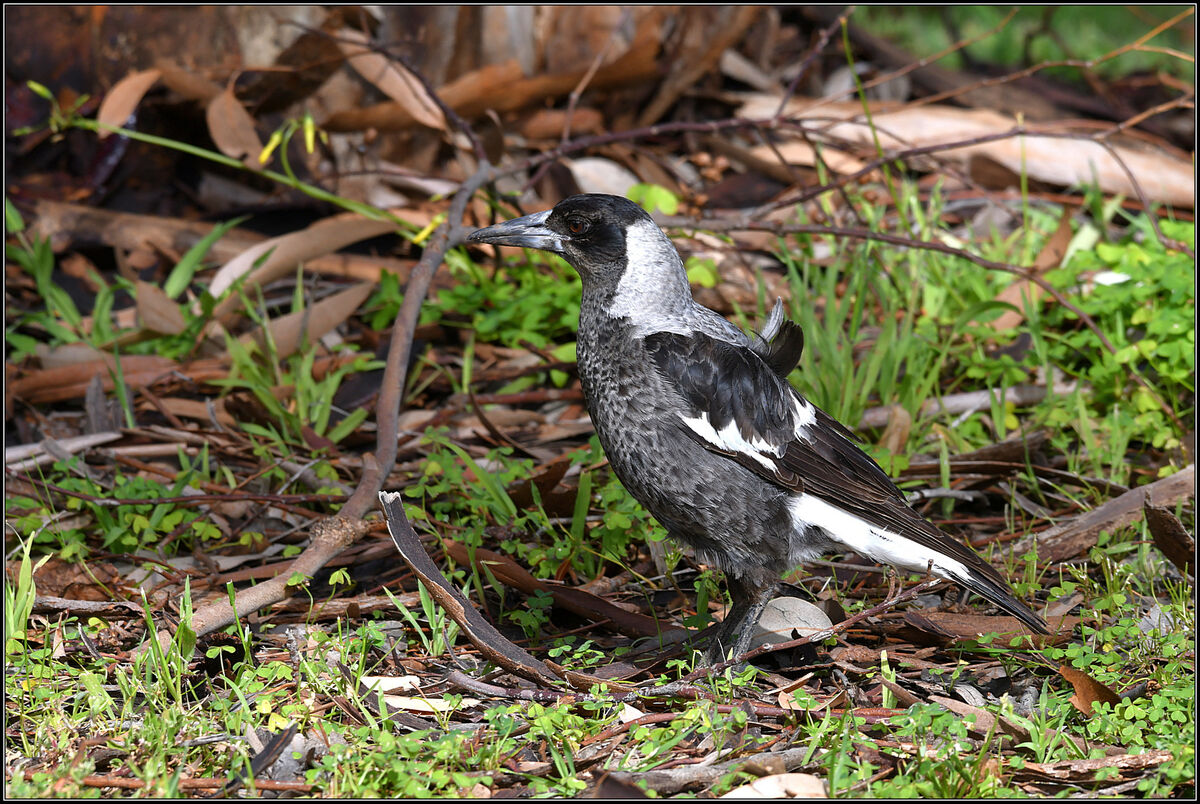 Juvenile female Australian Magpie...