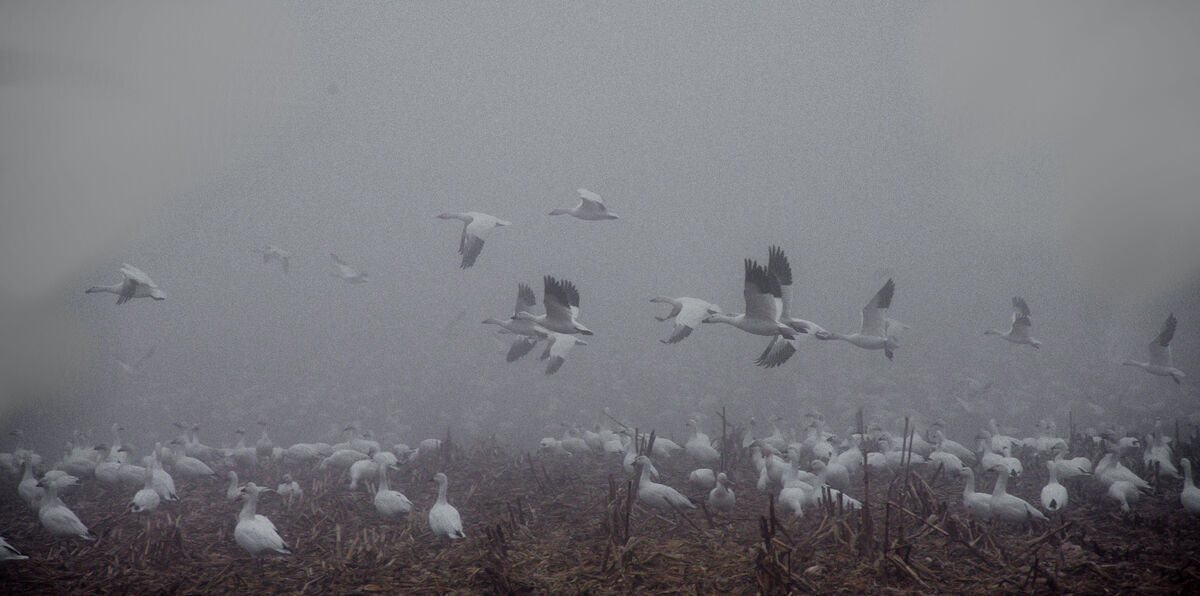 Geese in Heavy Fog...