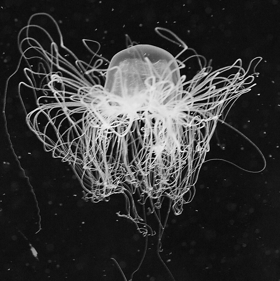 Jellyfish With Internal Light...