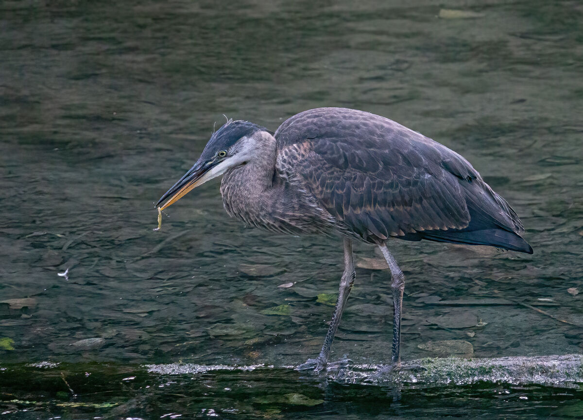 Heron with RX10 III @ 600mm, 1/320 sec, f/4 and IS...