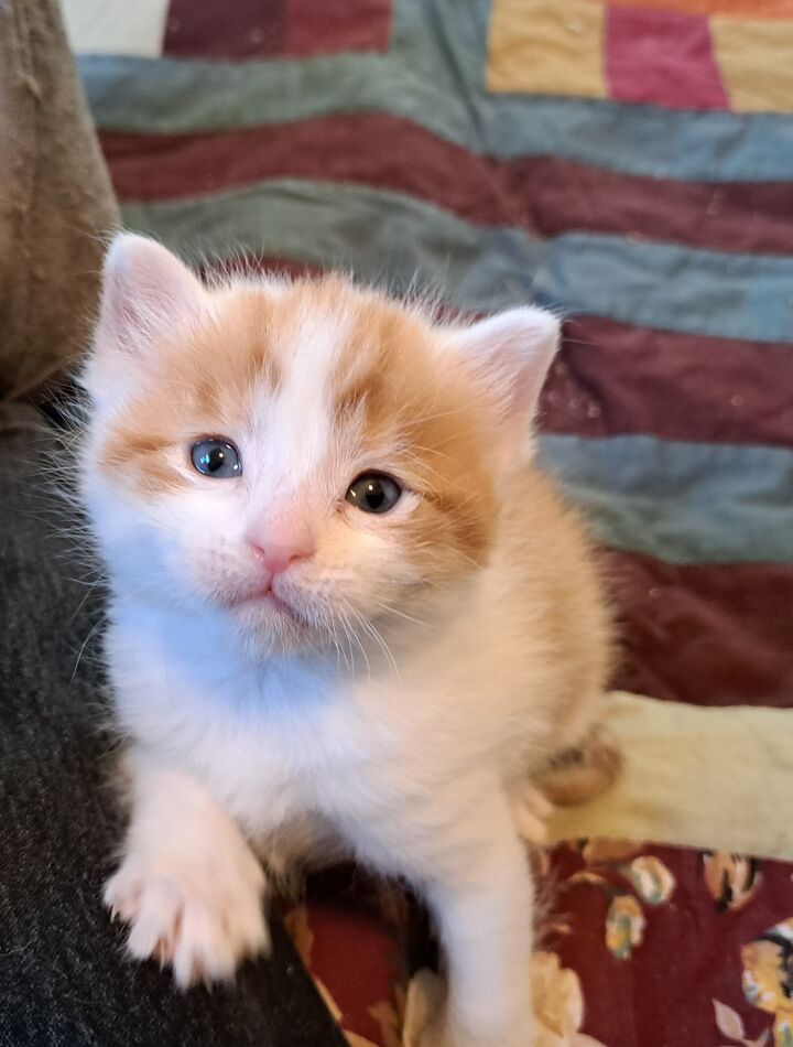 one of my foster kittens...
