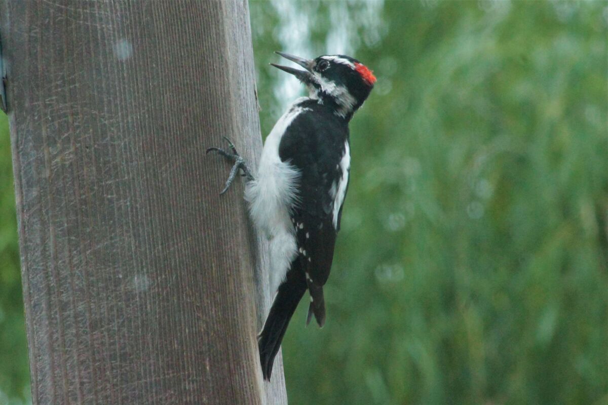 Hairy Woodpecker looking for bugs...