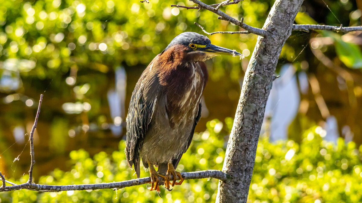 Green Heron, a lot of detail from the new sensor...