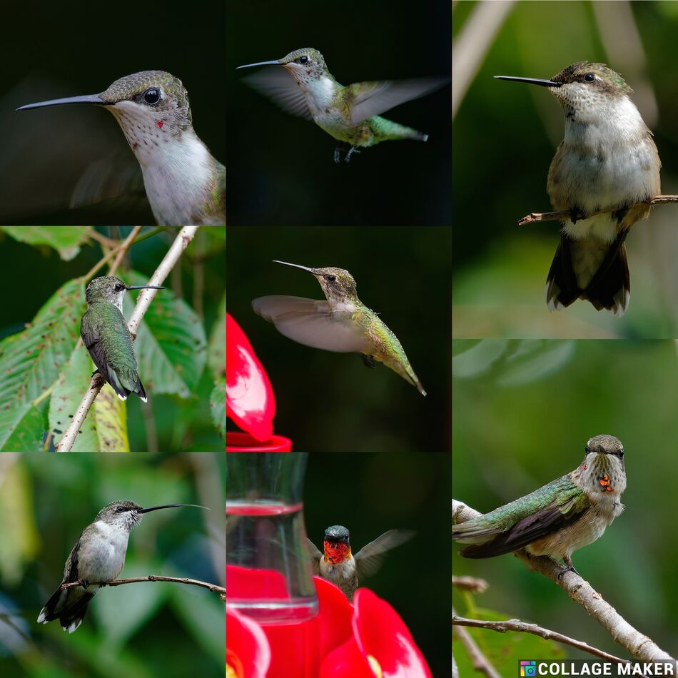 Hummingbird Photos 2023: Yes, I know 2023 is not over yet but most of ...