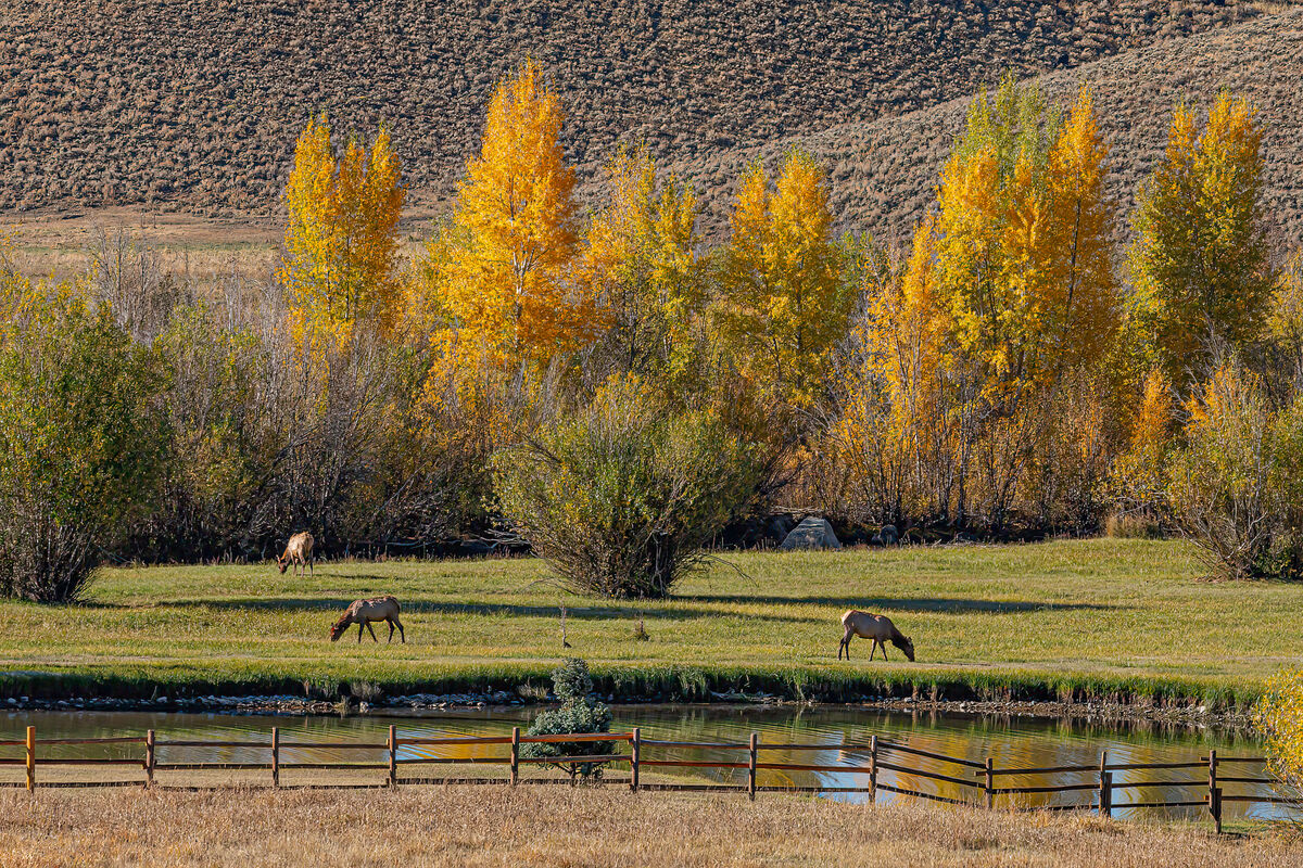 Just a few of the elk - many more some distance aw...
