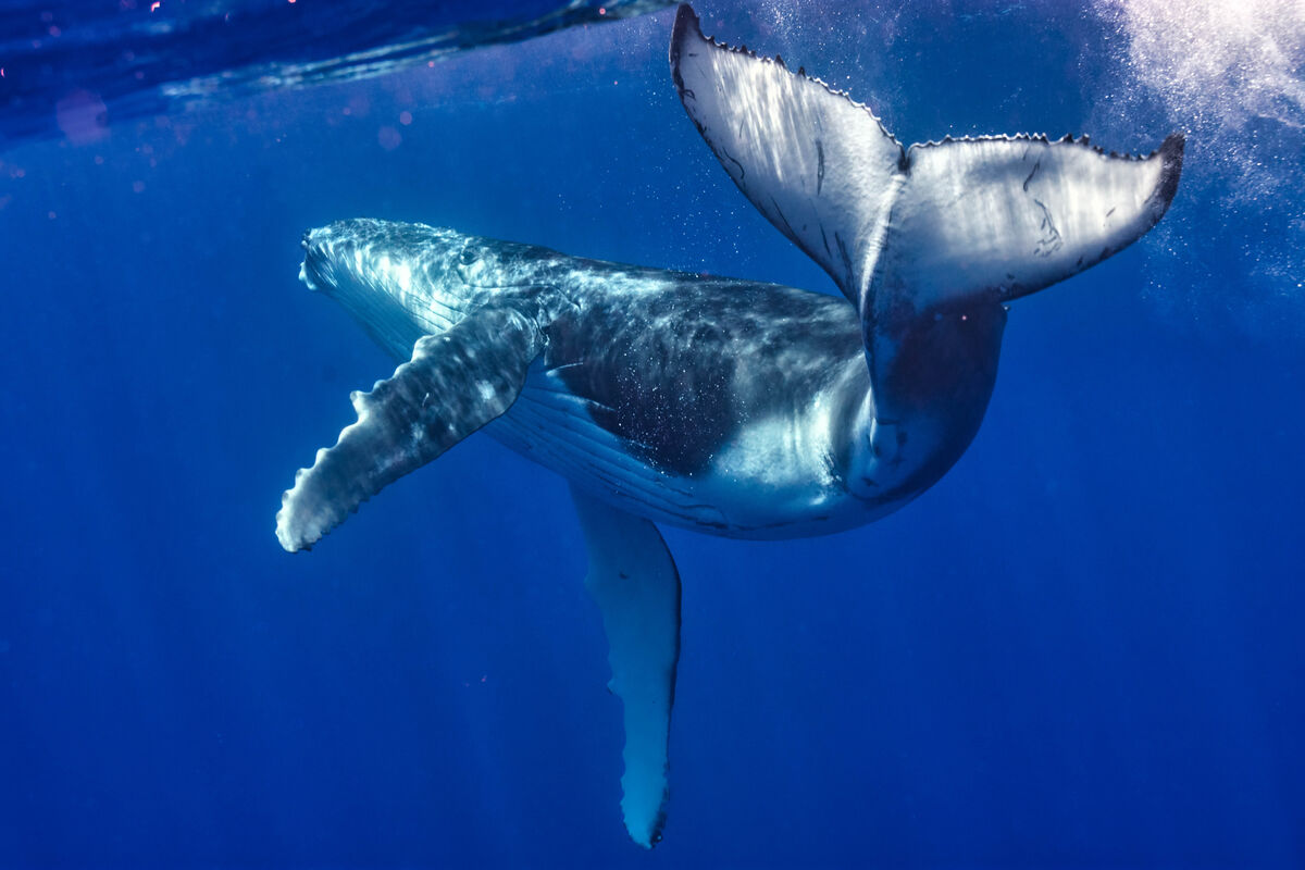 Swimming with whales in Moorea: This is a bucket list trip swimming ...