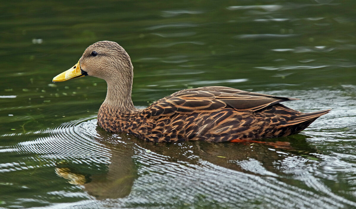 Florida birds : Canon testing examples: I received my Canon 1d mark IV ...