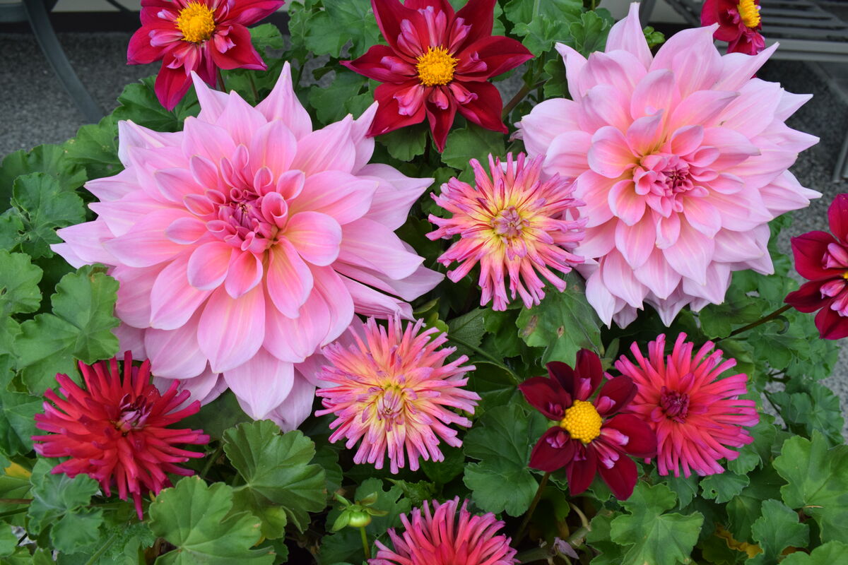 Dahlias are still going strong. Took this a couple...