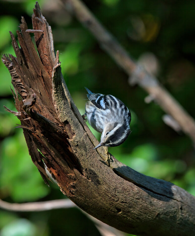 Black and White Warbler...