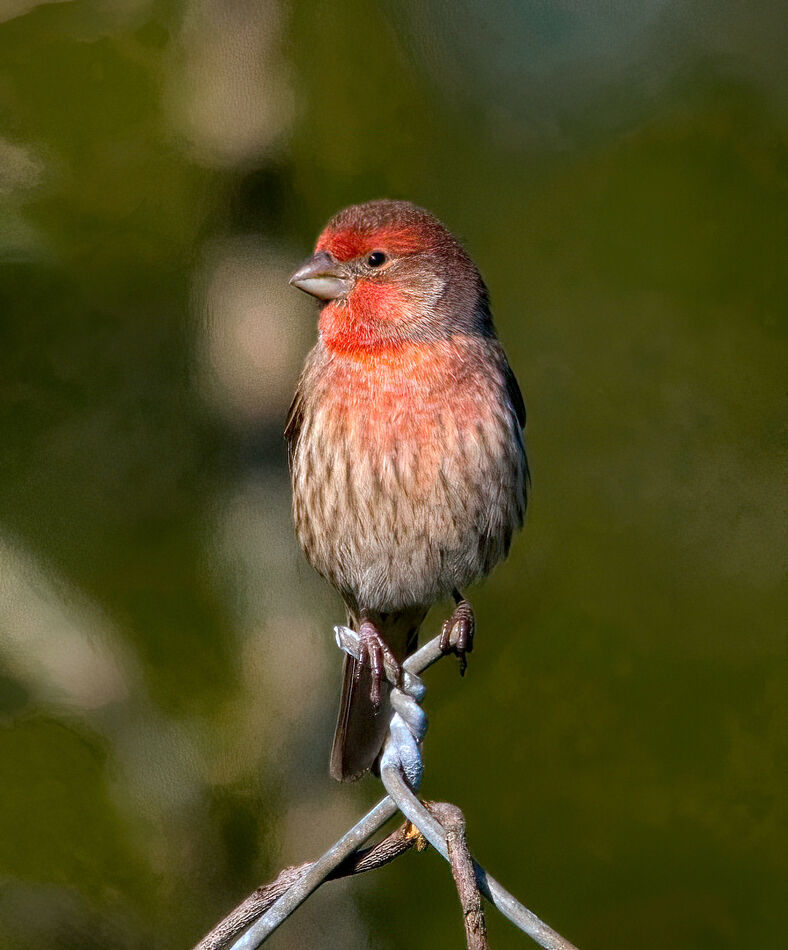 House Finch (No, he did not twist anything! 😎)...