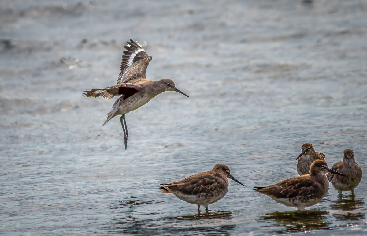 Coming in for a landing: Willet, I think.