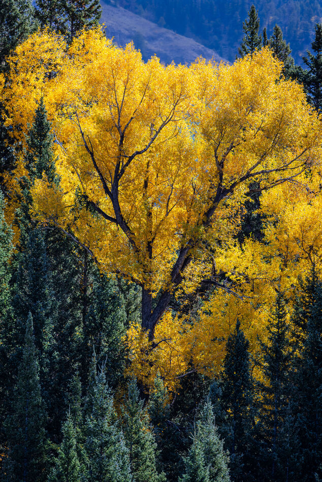 I think Cottonwoods are as pretty as Aspen....
