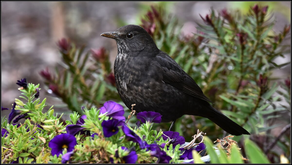 Female Blackbird...