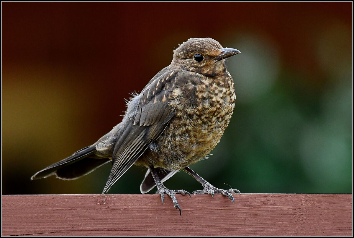 Juvenile Blackbird...