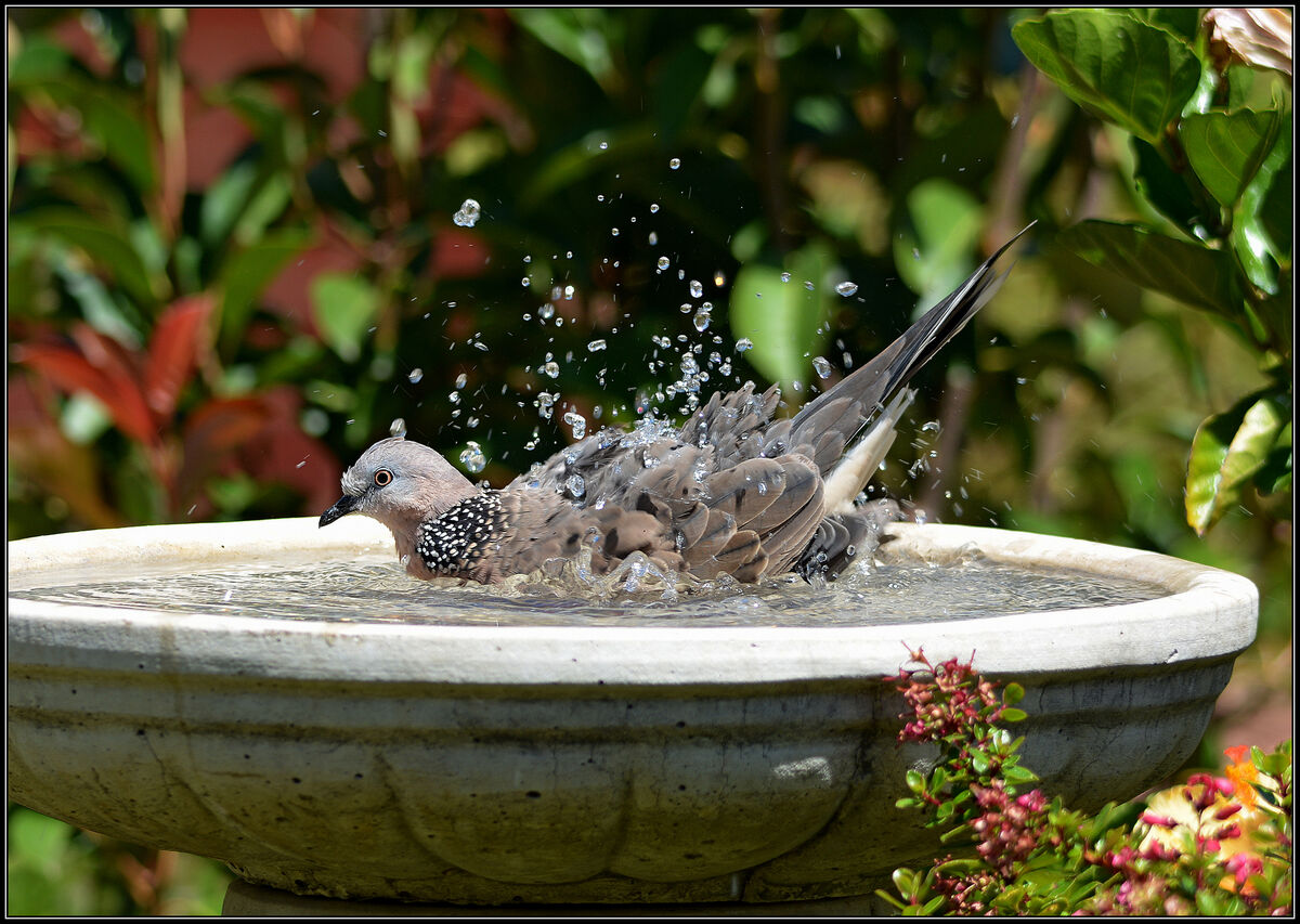 Spotted Dove enjoying her daily bath...