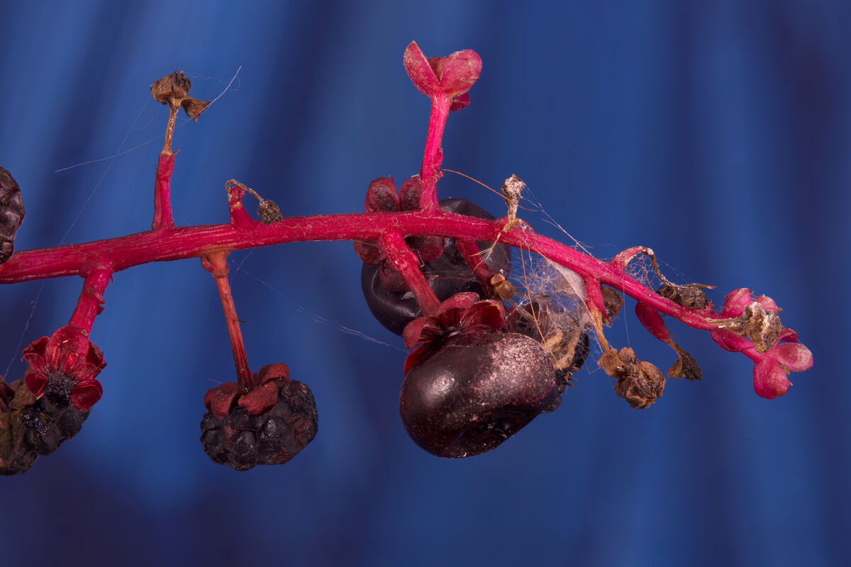 Poke Berries, mostly dried. 18 image stack...