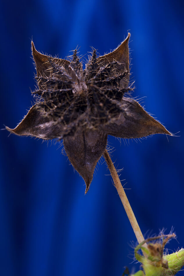 Dried Anoda Weed 6 image stack...