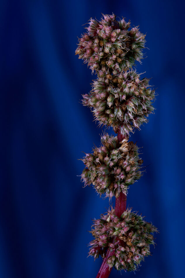 Dried Green Amaranth 12 image stack...