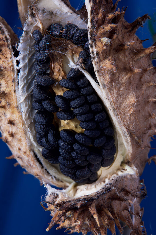 Dried Dutra Jimson Weed pod 23. image stack...