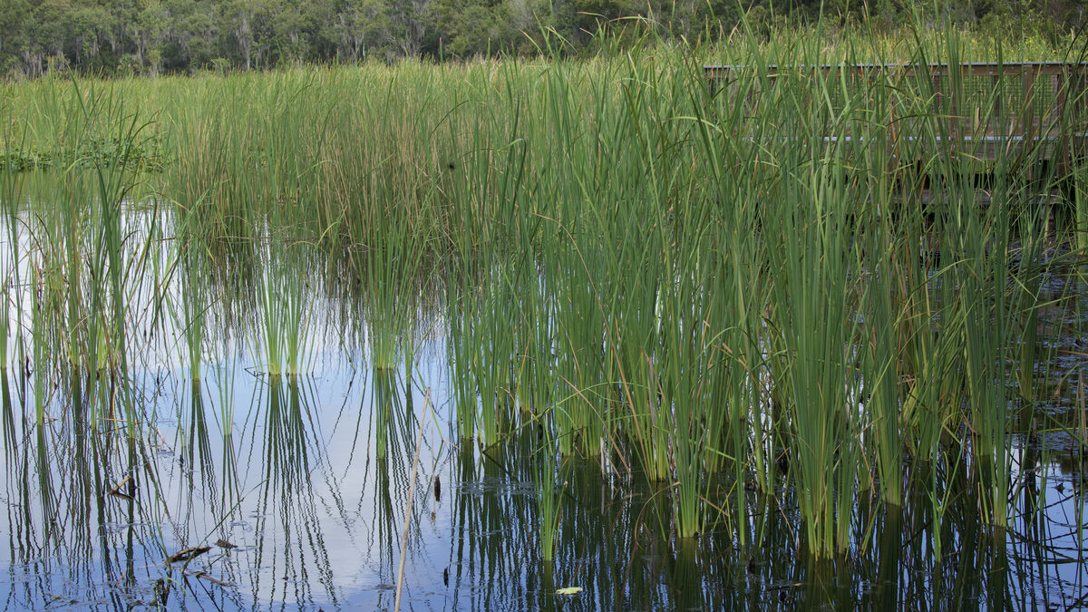 Just a few from today's walk through John Chestnut park in East Lake ...